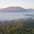 a forest with fog around it