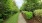a path through a garden